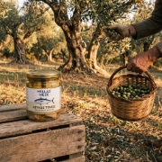 Hellas Meze White Tuna in Olive Oil jar on a wooden crate, set in a sunlit Greek olive grove with hands harvesting olives